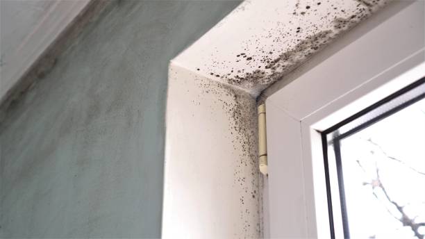 Best Insurance-Related Mold Remediation in Shelley, ID