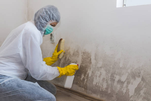 Best Kitchen Mold Remediation in Shelley, ID